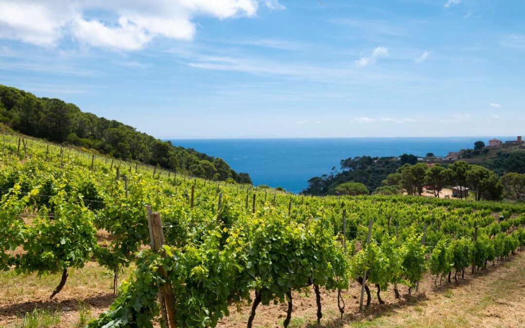 Gorgona Island Wines Prove Second Chances Can Create Something Beautiful