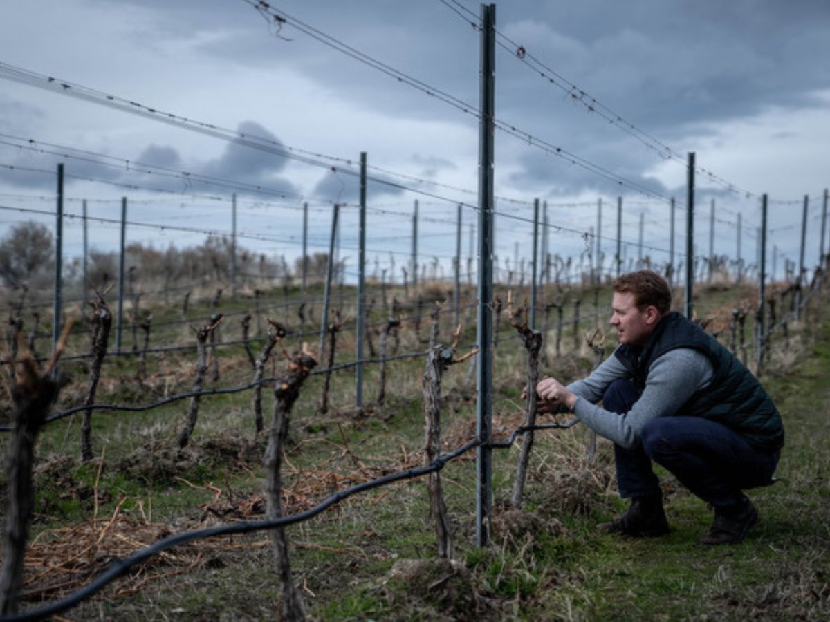 Ben Bryant tending vines. Photo courtesy of 1 Mill Road.